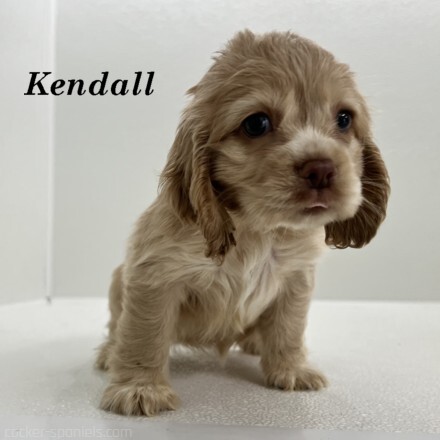puppy, for, sale, Cocker Spaniel, Joe & Cherri  Overlease, dog, breeder, Miller, MO, dog-breeder, puppy-for-sale, forsale, nearby, find, puppyfind, locator, puppylocator, aca